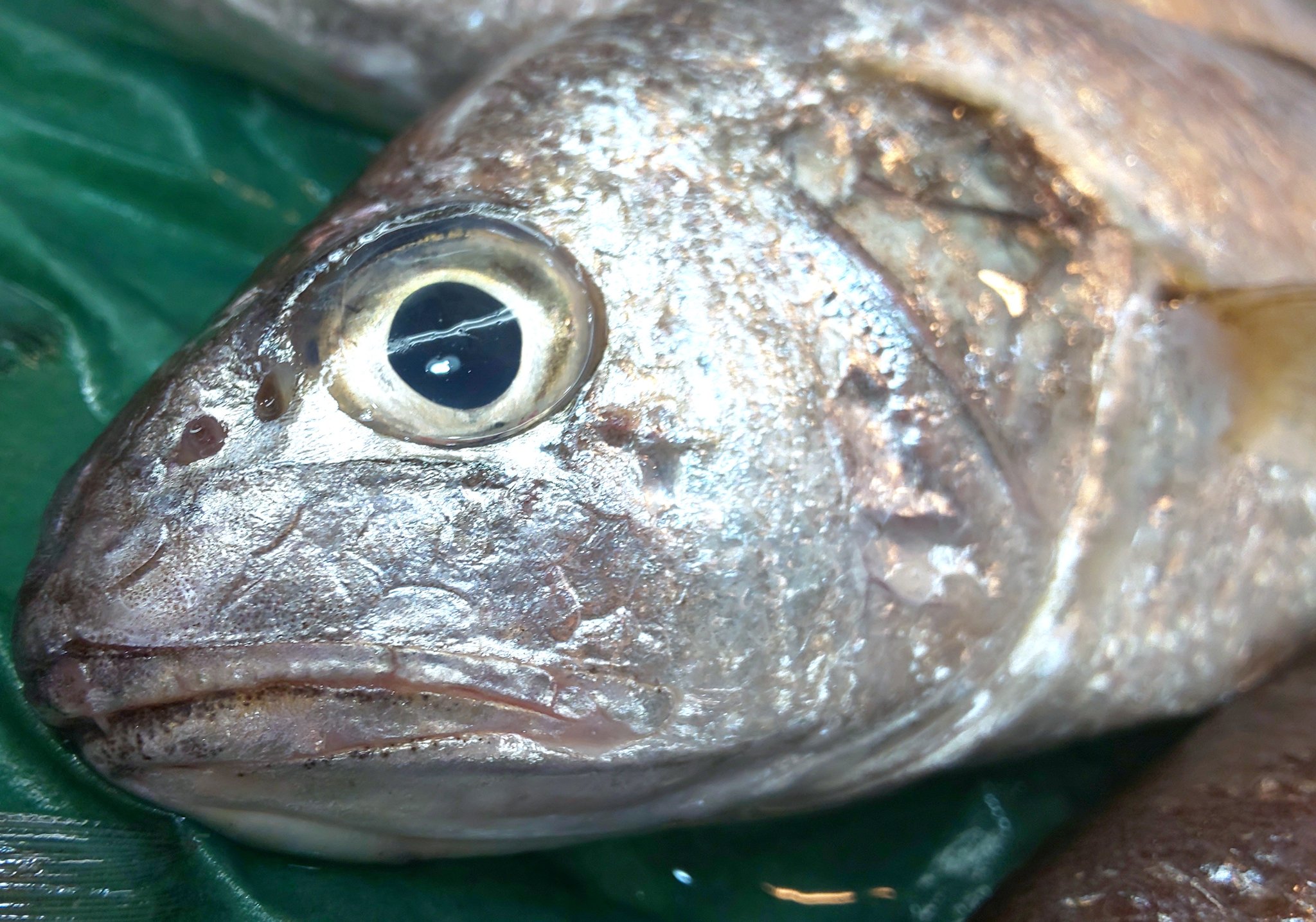 イシモチ Twitter Search Twitter