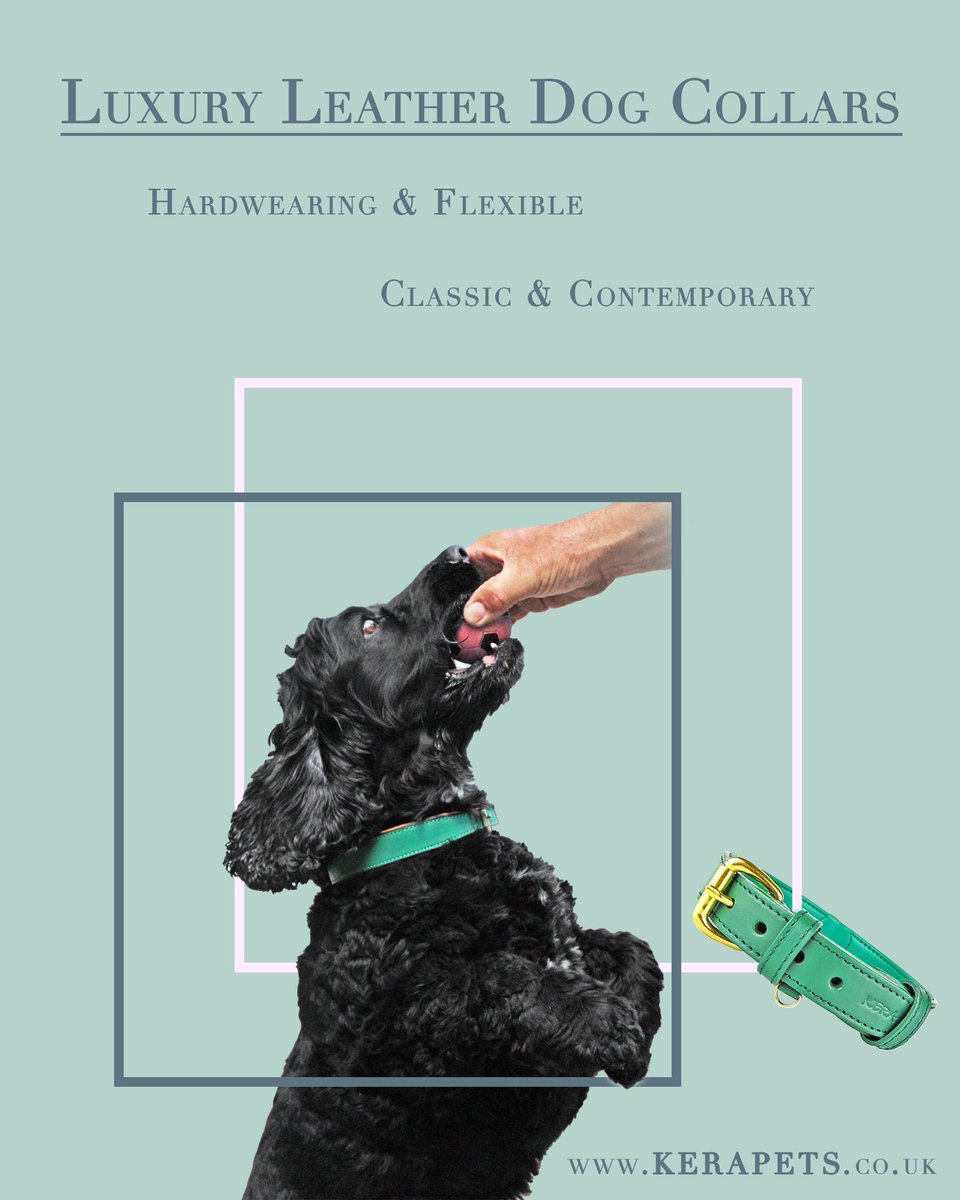 KeraPetsUK's tweet photo. View the image and swipe for a discount on our website💵😍#dogcollars https://t.co/ar99GQfrbK