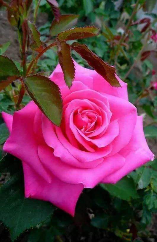 1tekadam3814's tweet photo. Rabbim Seni bugün de dua edenlerden her daim şükredenlerden, sevmeyi bilenlerden, Ya Rabbi Cennet te gezenlerden eyle! Hayırlı Sabahlar AMİN İNŞALLAH https://t.co/KTwDguXe2Y