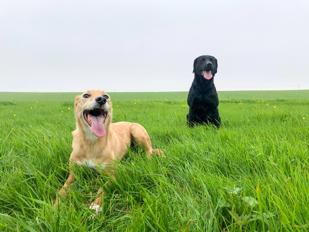 lurcherwork's tweet photo. #lurcher #workingdogs #huntingdogs #sportingdogs #dogs #hunting #runningdogs #sighthounds #gazehounds #rabbitdog #labrador #labradorretriever #gundog #blacklab #birddog #shooting https://t.co/hanovVeO8B