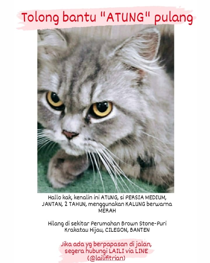 Twitter please banget do your magic bisa gak???😭😭😭

Siapapun yg papasan di jalan, bisa hubungi saya via dm atau LINE (@/lailifitrian)

Terima kasih😭😭😭
#kucinghilang #kucinghilangcilegon #infokucinghilang #cilegon #catlost #catlovers