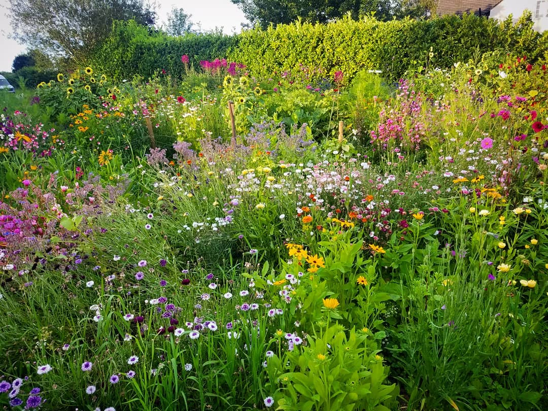 You can sow hardy annual flowers now/late summer for flowering in the spring. I know a chap who is selling a bundle of 14 packets. 1/3 off £. Free shipping. £18.20. 
What a lovely bloke... 
higgledygarden.com/product/hardy-…