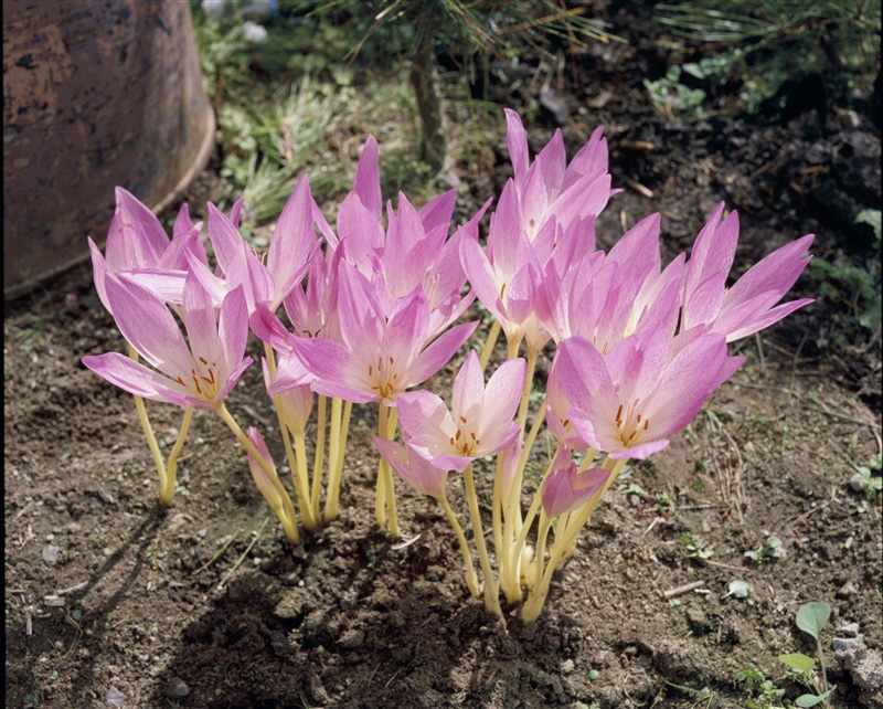 タネのタキイ通販 公式 今日の誕生花 １１月５日は コルチカム です 花言葉 華美 永遠 誕生花 花言葉 コルチカム イヌサフラン T Co 2j66nodv6p Twitter
