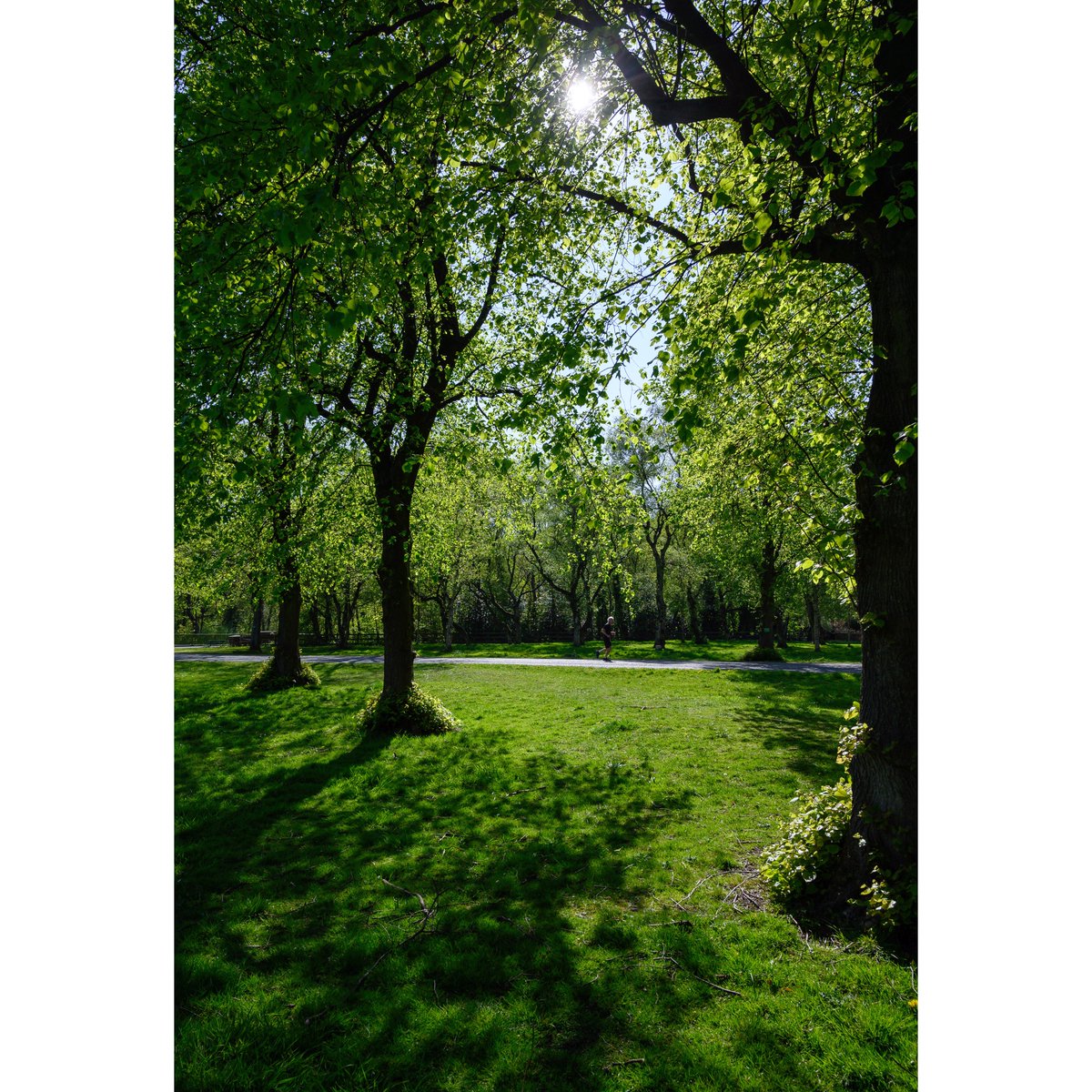HarrisonPhair's tweet photo. Roe Green #Worsley
#lime #limetrees #trees #tilia #roegreen #grass #avenue #salford #manchester #openspace #greenopenspace #greenlung
@SalfordTwinning
@SalfordVRangers
@YVESWAUTHIER
@NikonatGrays
@SalfordLeisure
@VisitSalford
@CityofTreesMcr
@SalfordWildlife
@WorsleyInfo https://t.co/SuqWCWLycn