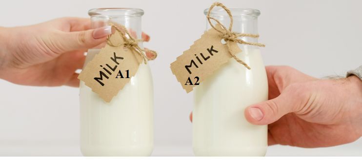 Milk is a wholesome diet that most people of every class drink. It is a rich source of calcium and protein. Several elements are also found in the milk like lactose, fat, other vitamins and minerals. milk contains two types of proteins: whey protein & casein protein.