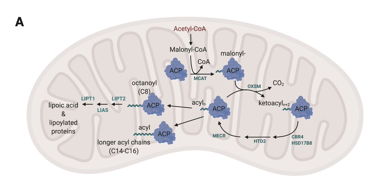 The pathway is called mitochondrial fatty acid synthesis (mtFAS). We used CRISPR/Cas9 to target 3 mtFAS genes in a skeletal myoblast cell line 3/