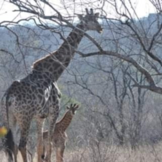 #Tuesdayvibes

Good morning friendz
Have an amazing day, with the first day of #lockdown #level2 

  #tuesdayvibes #tuesday #tuesdaymotivation #tuesdaythoughts #tuesdaymood #love #instagood #tuesdaymorning #motivation #instagram #stayhome #instadaily #photooftheday #tuesdaytip