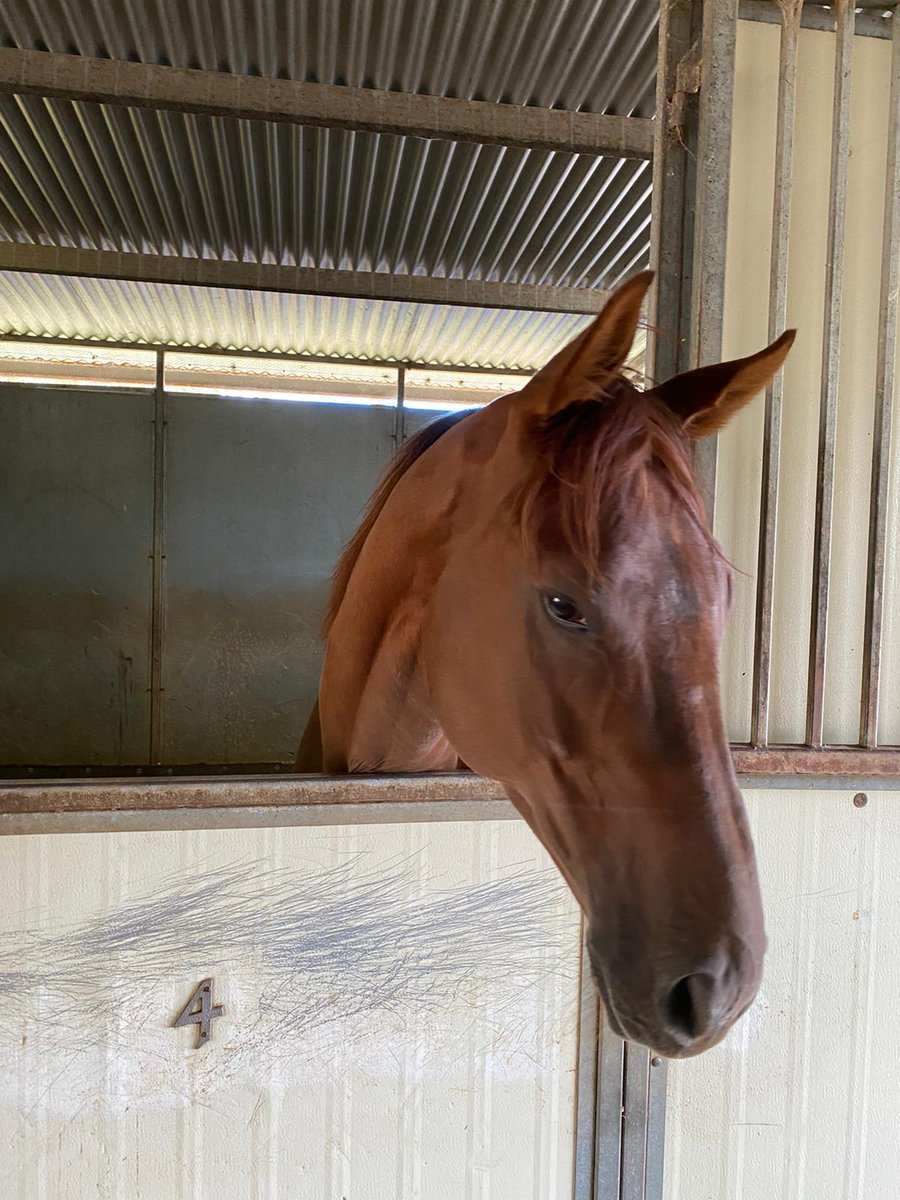 Our frequent flyer California Daddy. From 🇺🇸 @NaoyaYoshidaUSA to 🇮🇪☘️ @gerlyonsracing to 🇭🇰 Tony Cruz to 🇦🇺 @SnowdenRacing1