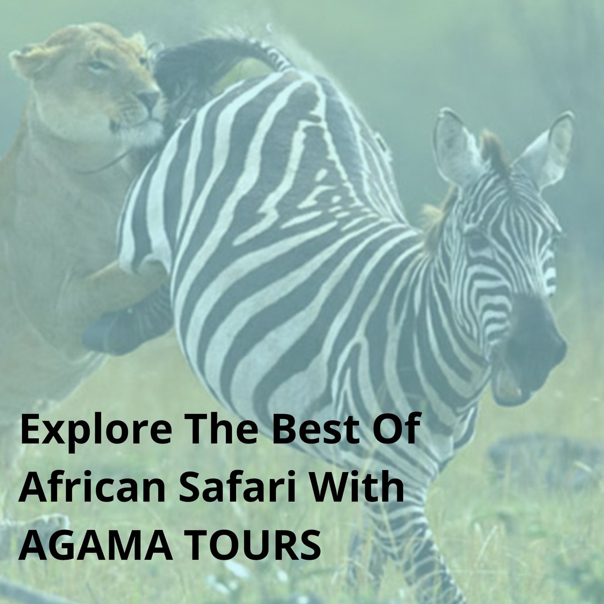 Explore The Beauty Of Africa With Us...
Contact us @ agamatours.com

#tanzaniaunforgettable #TanzaniaSafari #TanzaniaVacation #TripToTanzania