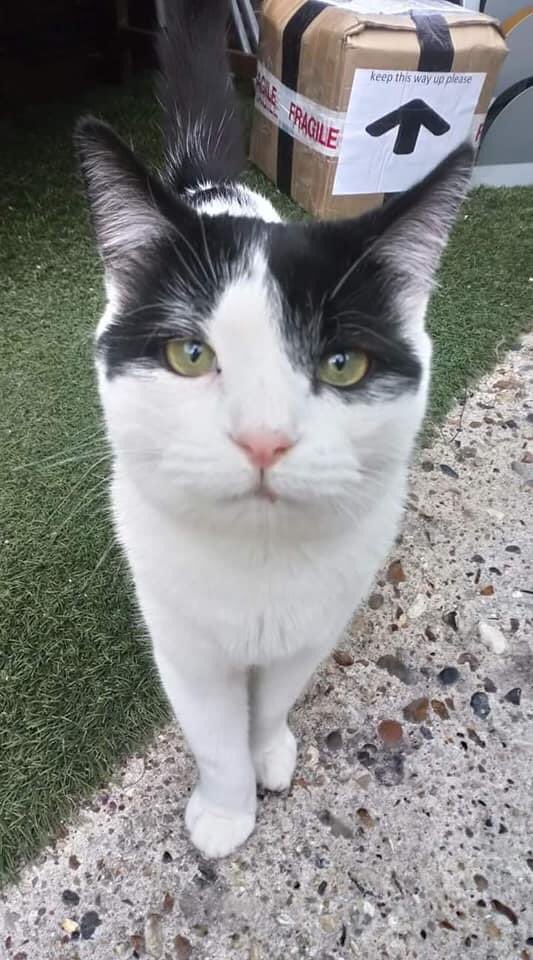 This time last year James Bond was found barely alive, having been shut in a garage. He wasn’t expected to survive. But against the odds he did, and look at him now - such a character 😸 Read his story here facebook.com/14357707577559…