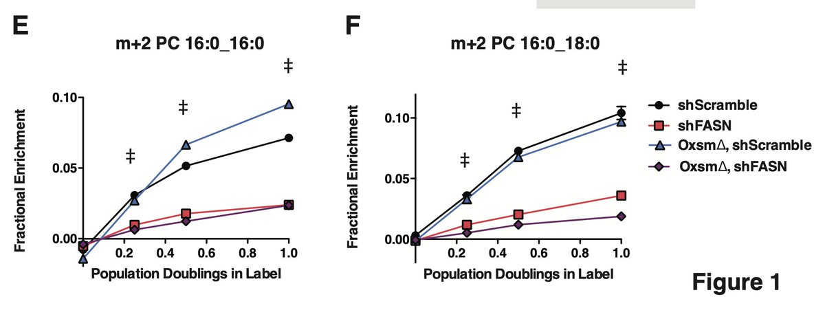 Finding 2: Impairment of mtFAS does not change overall rates of fatty acid synthesis in cells (unlike cytoFAS).  #NotYourGranpasFAS 5/