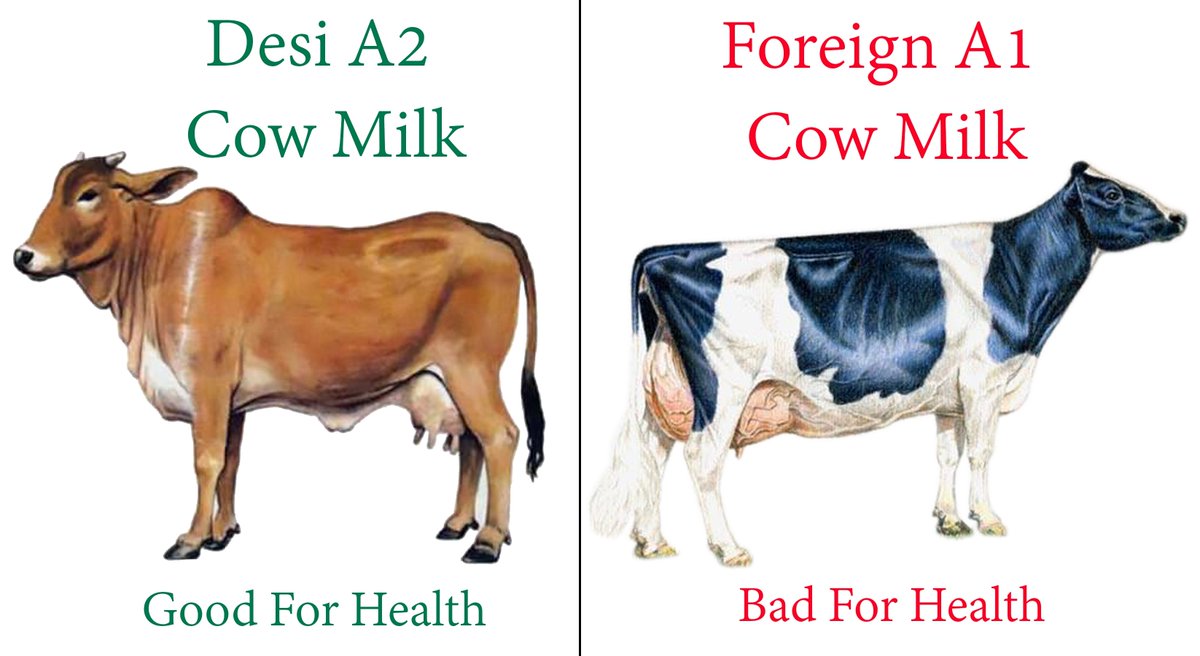 What is the difference between A1 and A2 milk?Have you ever heard of A1 and A2 milk? What kind of milk is this, do different cow produces A1 and A2 milk, what is the speciality of this milk, what are the benefits, side effects, what is the difference between A1 and A2 milk, etc