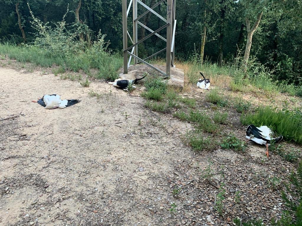 Jordisolerramio's tweet photo. Feu difusió si us plau, de la poca sensibilitat que tenen les companyies elèctriques en vers l’electrocutament d’ocells a les seves torres🤬
L’altre dia ducs, avui cigonyes i és un no parar d’ocells grossos!
Amb un tros de plàstic aillant es soluciona!!!!
D’ahir a Girona😔 https://t.co/2POZdZkLXz