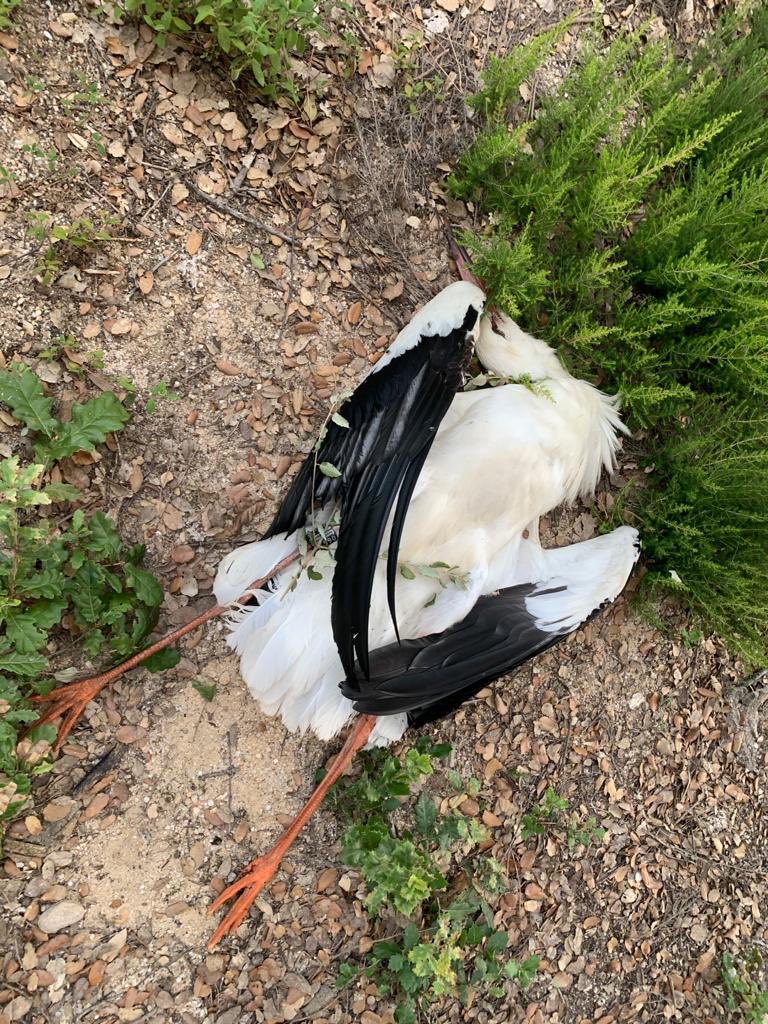 Feu difusió si us plau, de la poca sensibilitat que tenen les companyies elèctriques en vers l’electrocutament d’ocells a les seves torres🤬
L’altre dia ducs, avui cigonyes i és un no parar d’ocells grossos!
Amb un tros de plàstic aillant es soluciona!!!!
D’ahir a Girona😔