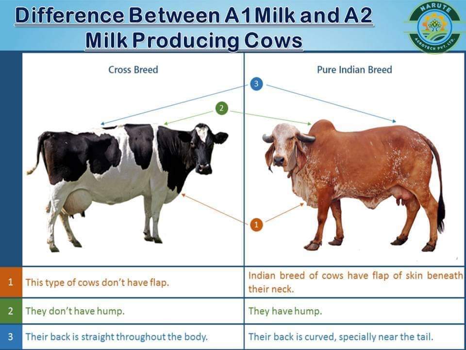 -- We get A2 type of milk from ancient breed cow or native cow. -- At the same time, we get A1 milk from the Foreign Breed Cow or from the mixed-race cow.-- A2 desi cow milk better than A1 foreign breed or mixed breed A1 milk-- A1 milk may cause type 1 diabetes