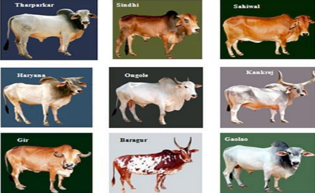 so Desi cow A2 milk sud be consumed .. thats good for health..drink healthy .. stay healthy