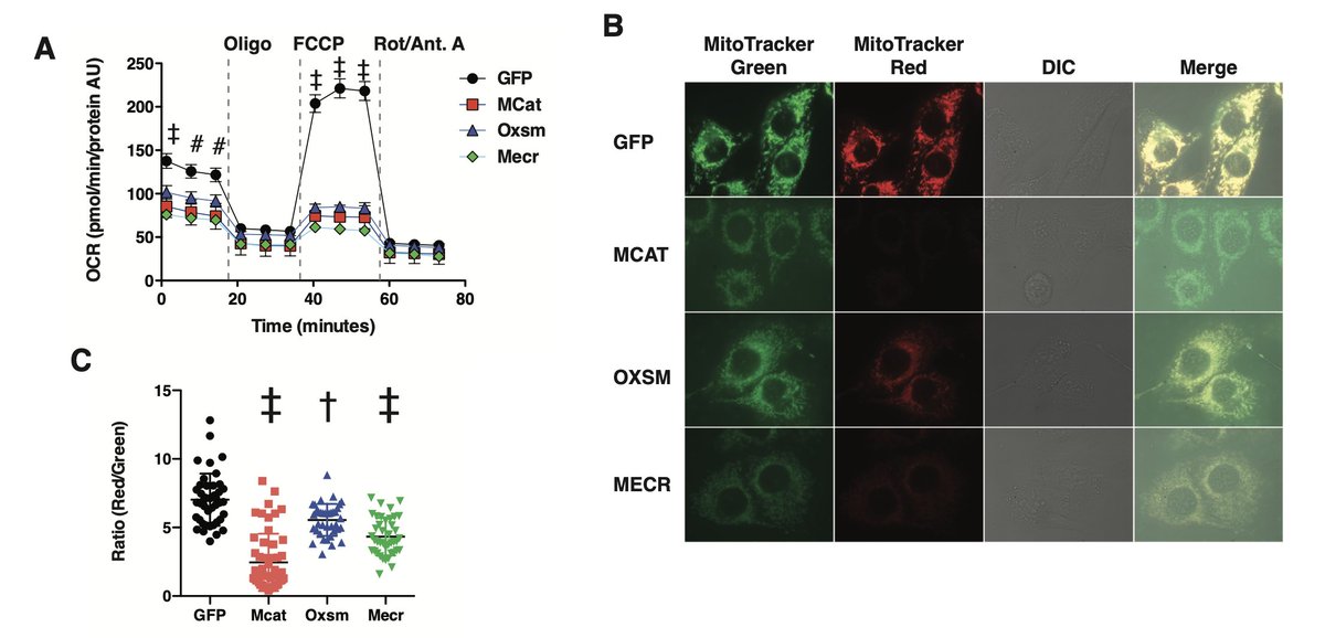 So what DOES it do? Finding 3: mtFAS mutants have impaired ETC assembly and mito respiration. How? 6/