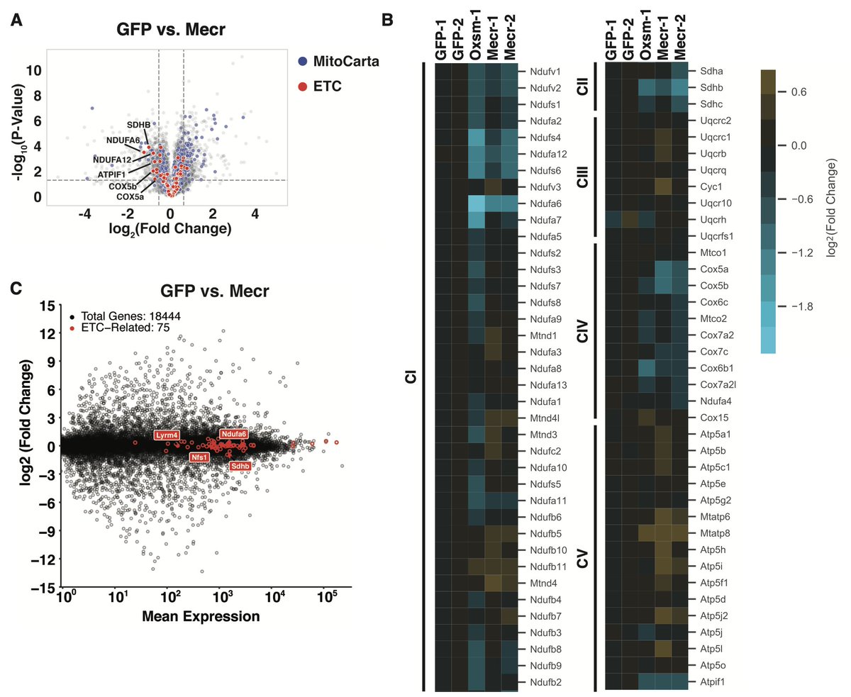 With the help of quantitative proteomics and  @GygiLab, we found specific destabilization of a family of ETC assembly factors (the LYRM proteins) & their targets. 7/