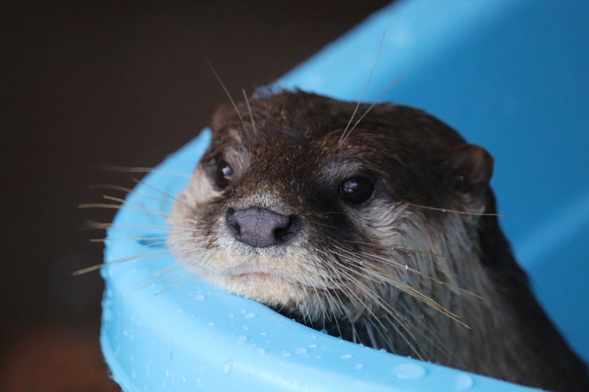 かわいすぎるカワウソに紛れてイケメンをぶっこんでくる桂浜水族館 Togetter かわいすぎるカワウソに紛れてイケメンをぶっこんでくる桂浜水族館 Togetter
