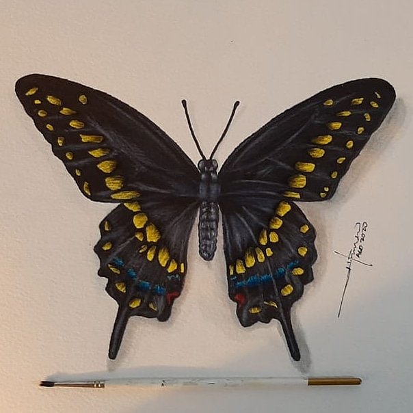 VINTAGEZIMO's tweet photo. MARIPOSA COLA DE GOLONDRINA NEGRA 🦋 (Papilio cresphontes) 
// #Ilustracion #Acuarela 
- Miguel Moreno https://t.co/7sRCEIBJD5