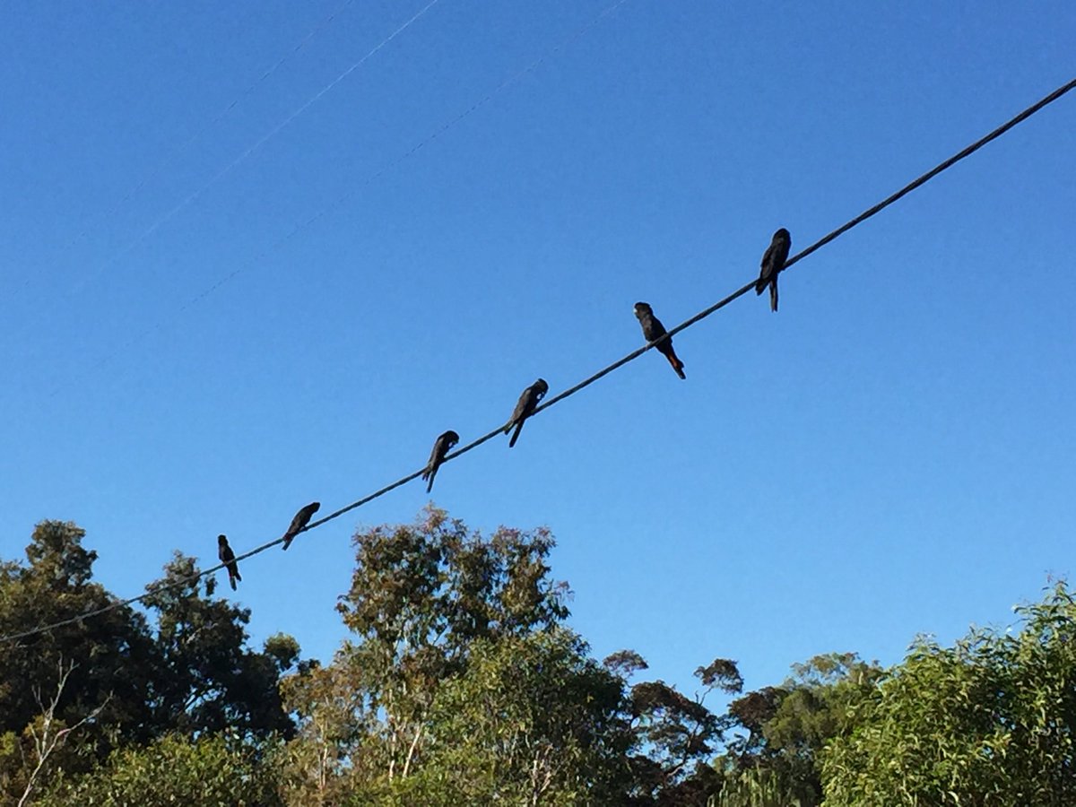 Even the black cockatoos are practising social distancing #mackayregion #nature #beauty