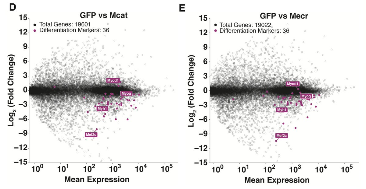 Lastly, skeletal myoblasts should be able to differentiate into myotubes – and usually do a lot of mito biogenesis in the process! 12/