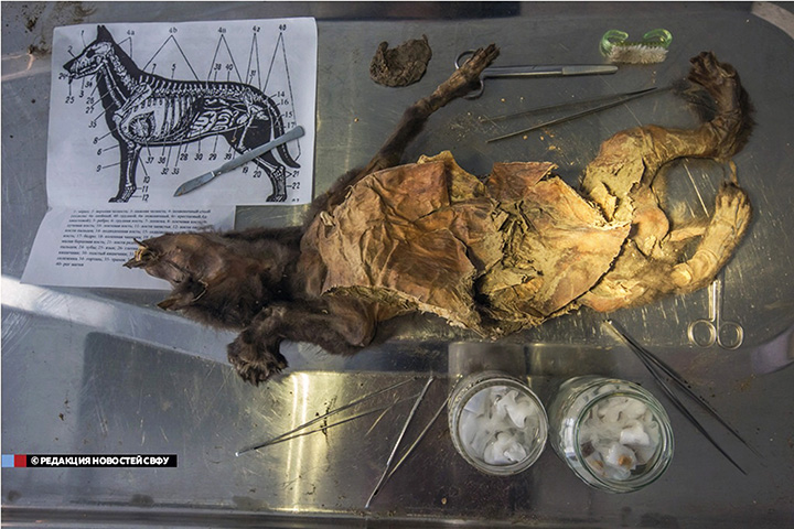 siberian_times's tweet photo. A 14,000 year old puppy preserved in permafrost had a slice of a woolly rhino for its last meal. Russian scientist said today that shape of the skin found in its stomach suggests it had been cut from the carcass by a human. Earlier story about the puppy https://t.co/Ec7sq0nZ1d https://t.co/2QTeriptVN