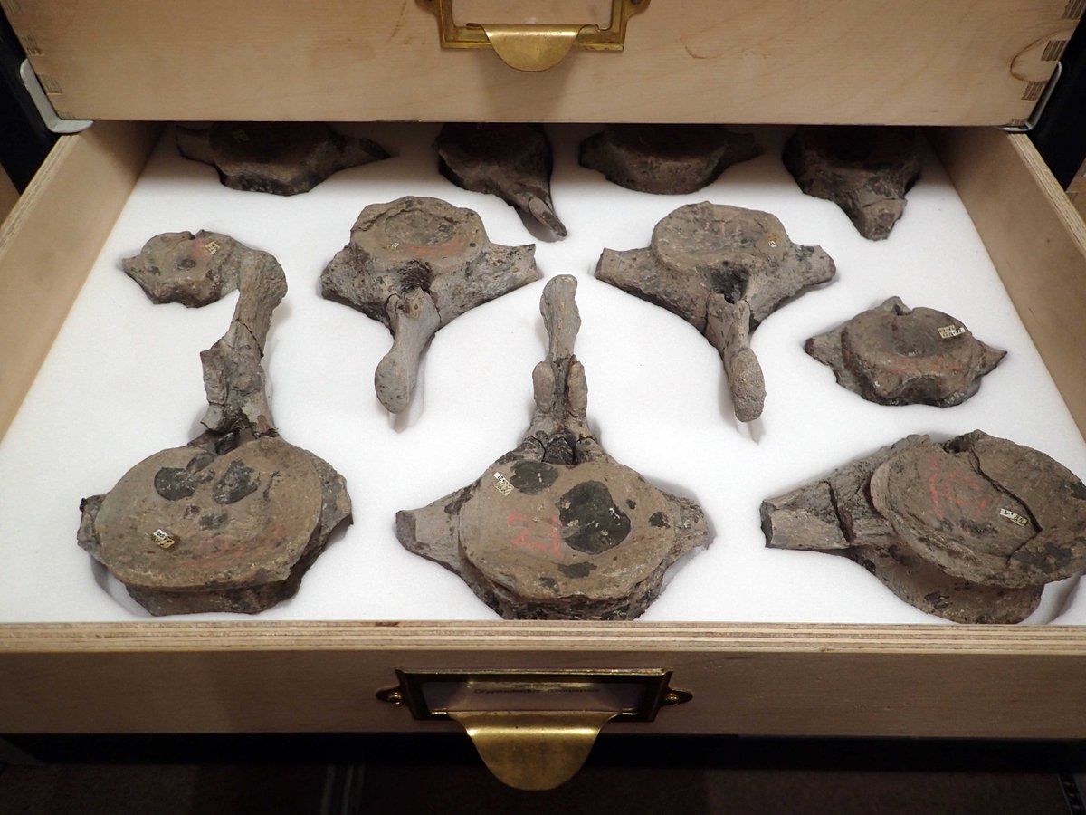 Some larger fossils are protected with individually-cut foam drawer inlays, to stop them from moving around and getting damagedThese are vertebrae (back bones) from the Jurassic plesiosaur Cryptoclidus #TakeoverTuesday  #TwitterTour