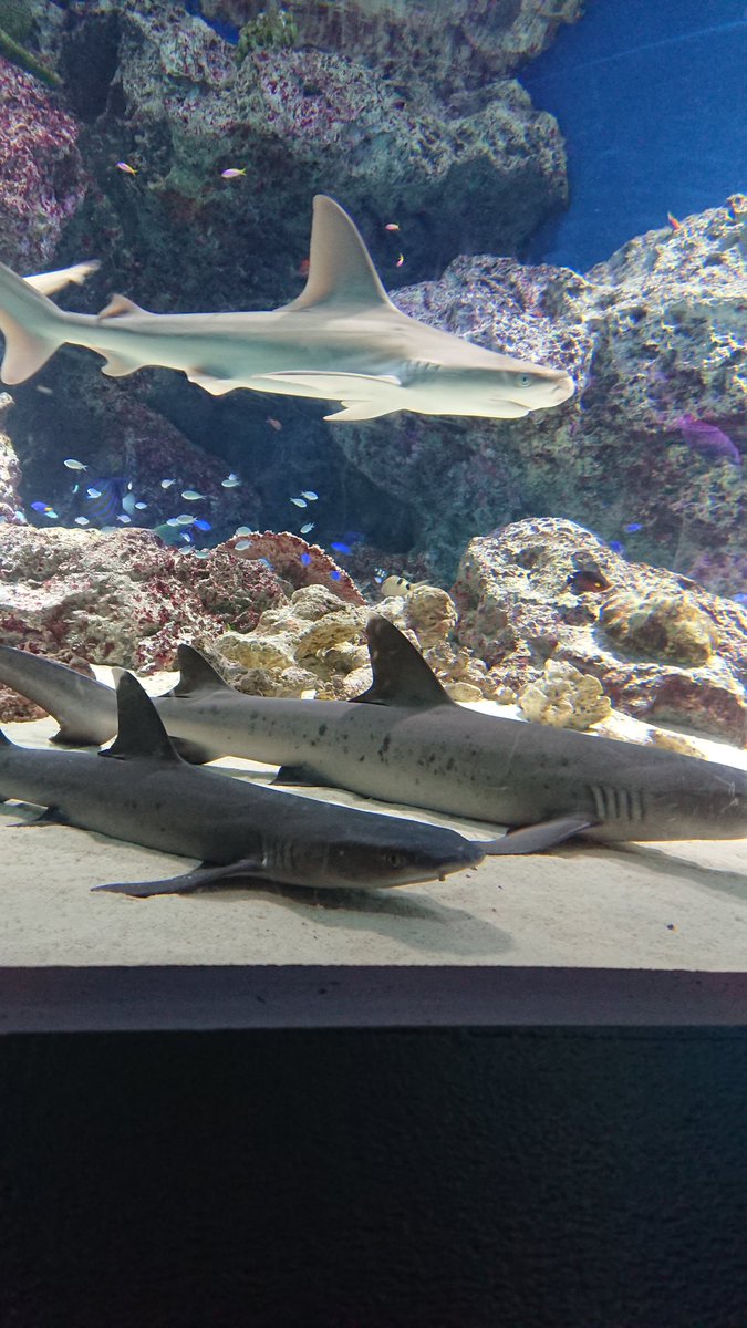 ret0honey's tweet photo. 久しぶりの水族館良かった！！ https://t.co/eO6sCb7GZD