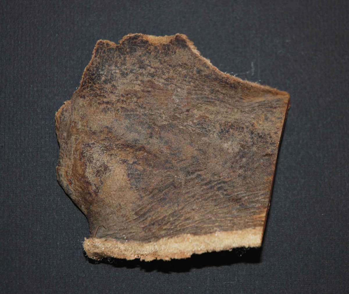 The fossils are stored in order of age, based on the geological period when they livedOur oldest are 570 million yrs old from Carmarthenshire, and may be attachment discs for soft coralsYoungest? Ice Age fossils such as this mammoth skin, only thousands of years old