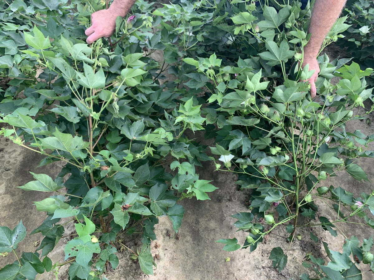 Non-Bt left vs. Bt right. Never ceases to amaze me how good this stuff is! Now let's keep our #bollworm resistance insurance policy open by planting non-Bt corn refuge --> bit.ly/2Q4FAWY <a href="/Cotton_Guy/">Guy Collins</a> <a href="/PhytoGenCotton/">PhytoGen Cottonseed</a> <a href="/DELTAPINE/">DELTAPINE</a>