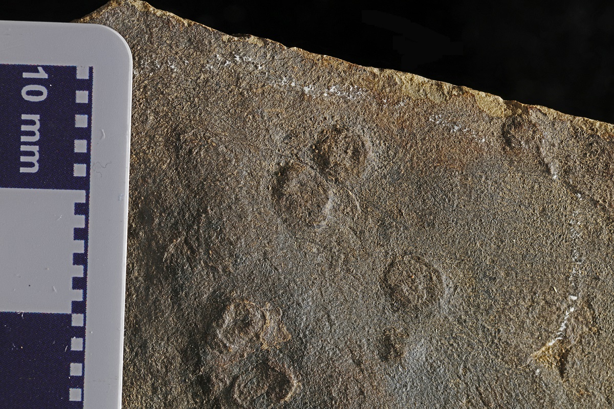 The fossils are stored in order of age, based on the geological period when they livedOur oldest are 570 million yrs old from Carmarthenshire, and may be attachment discs for soft coralsYoungest? Ice Age fossils such as this mammoth skin, only thousands of years old