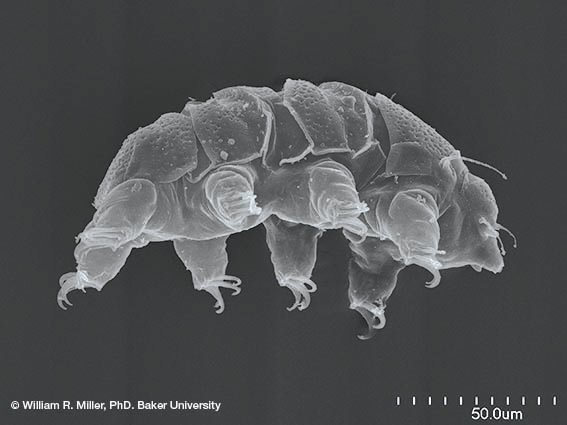 Marine Biology Live session 'Tardigrades and the origin of life' now available online as part of our ongoing TMB Deep Dive series.  Emily Hardisty  discusses her recent publication in The Marine Biologist and the fascinating world of Tardigrades. youtu.be/6JiDED6fQE4