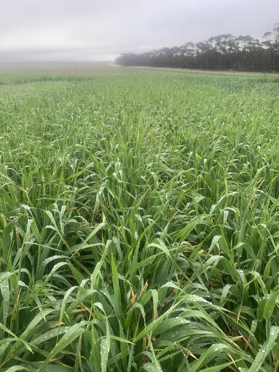 Luke Marquis tweet media