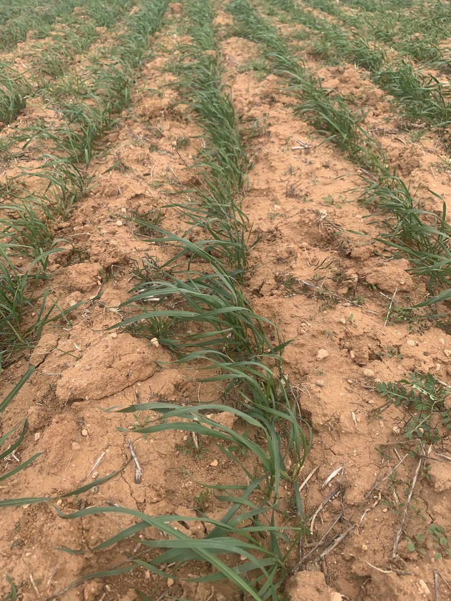 A tale of 2 worlds in the MLA ASheep pasture trials Esperance Grass Patch - 125mm GSR (Top) Salmon Gums - 70mm GSR (Bottom) Planet Barley and Illabo wheat sown at the 2 locations 3 days apart in early April ⁦@ASHEEP_Inc⁩