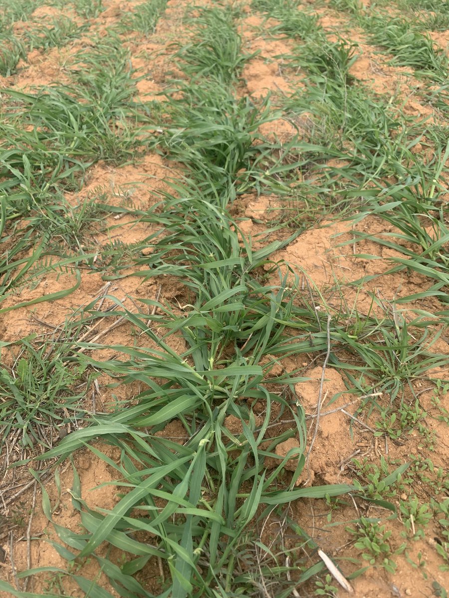 Luke Marquis tweet media