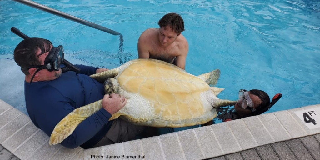 doecayman's tweet image. A female green turtle trying to nest, lost her way and fell into a pool. DoE staff, volunteers, and condo residents rescued her from the pool and took her to the beach where she crawled into the ocean. Turtle Hotline: 938-NEST/938-6378.

#turtle #greenturtle #turtlenesting