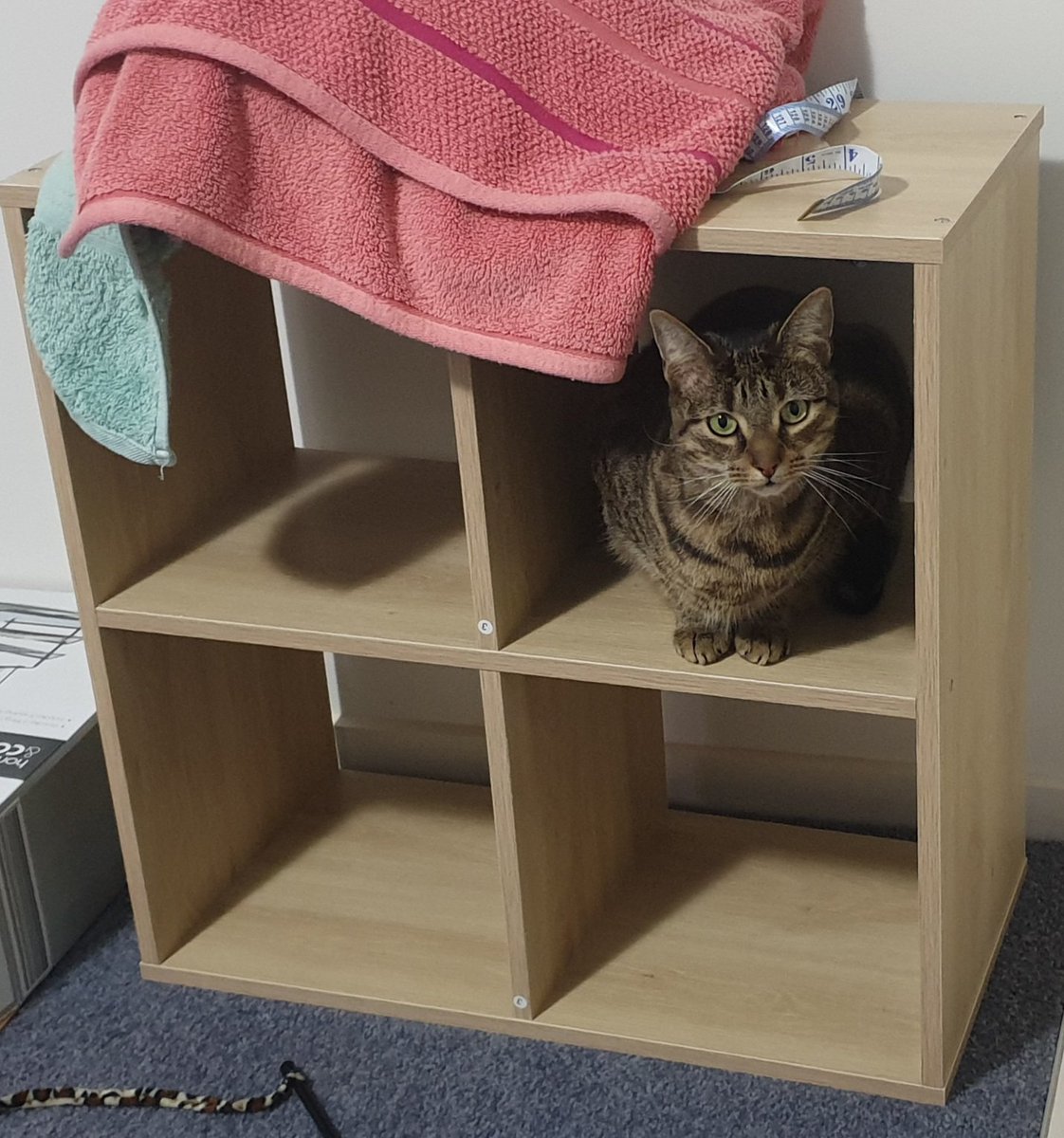 allyjay666's tweet photo. That is not a cat tree, Arya 🤦♀️🤣🤭
#fosterkittyarya #mysnugglebug🐈 https://t.co/w2IHTqcYgv