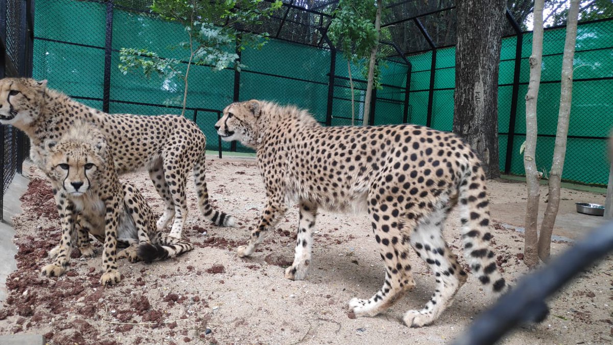 DarshanDevaiahB's tweet photo. Karnataka: 1 male &amp; 2 female African hunting Cheetah acquired by Mysore Zoo from @dewildtcheetah, South Africa arrived at Mysuru Zoo. Zoo officials said African Cheetah arrived from South Africa via Singapore. After quarantine period, available for public display. @IndianExpress https://t.co/dVcRtmznzm