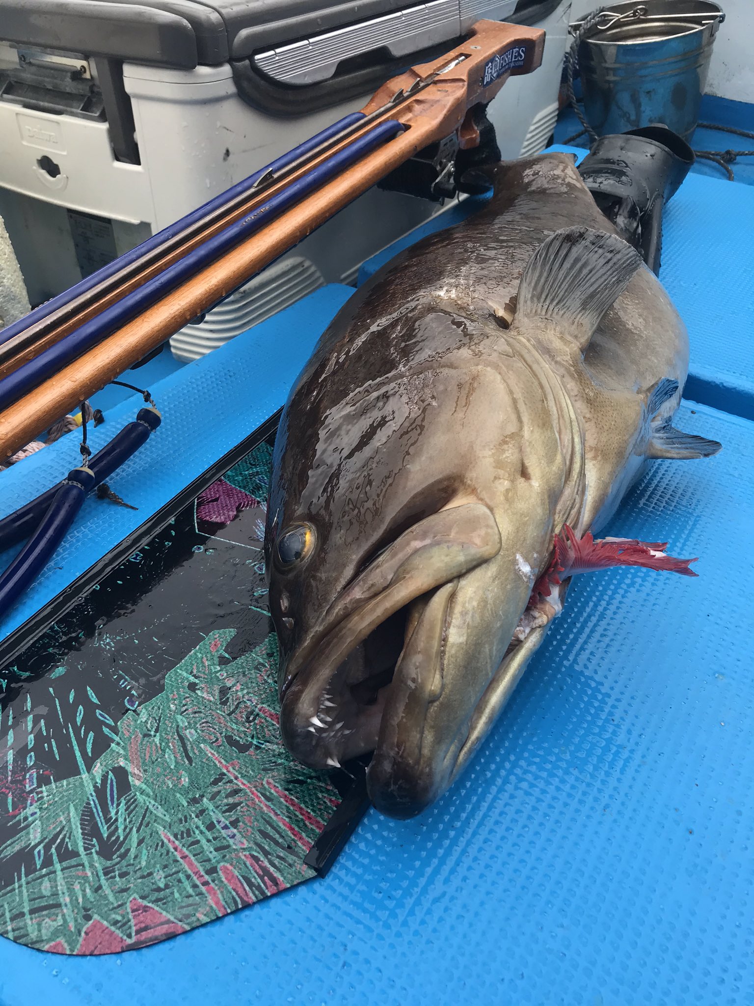 岳 漁師 隠岐諸島 魚突き漁師 素潜り漁師 自作水中銃 岳 インバーターローラーとローラーを組み合わせて 16mm 4本掛けを作りました デビュー戦にクエ11キロ トリガーはriffeのeu全然余裕で 引き金を引ける フィンは Dive R のカーボン ソフト