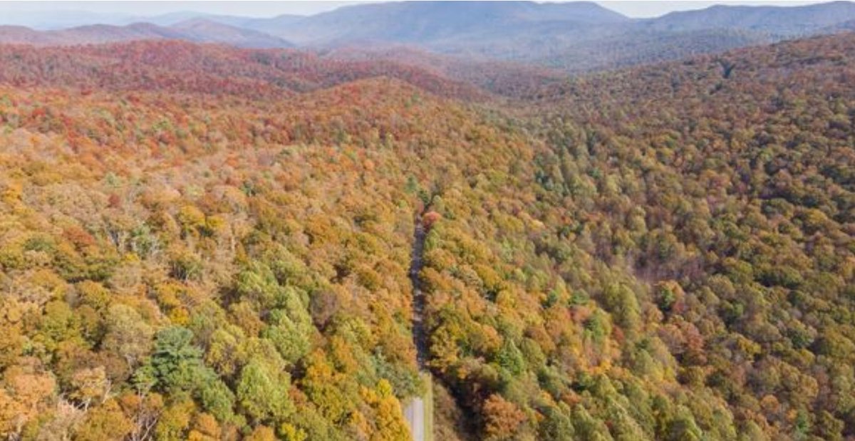landmarkpropsrv's tweet photo. Rediscover Charlottesville, Virginia with The Meadows Apartments. Renovated units with ample storage space that are close to all of your favorite restaurants and shops. Check out available units in our website! #LandmarkLiving #ApartmentsInCharlottesville https://t.co/NAvUp8S4BR
