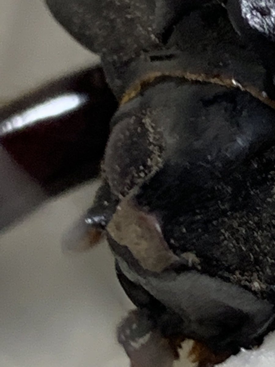 go19880523's tweet photo. ツノが無い、瀕死状態のカブトムシを保護しました。

今必死にゼリーを食べている。

頑張って生きてくれ！！
命の尊さをかんじました。

どなたか詳しい人、ツノが無いカブトムシをどうしたら良いか教えてください！！
#カブトムシ
#保護
#東京23区 https://t.co/7EBlqwBowG