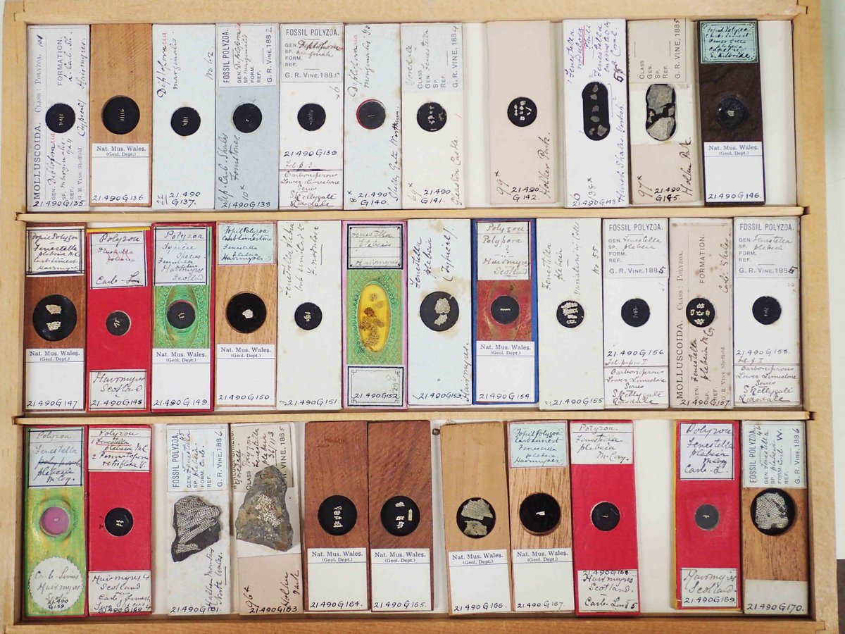 Some of our fossils are so tiny that they are kept in microscope slidesWe also have lots of thin sections - very thin slices of fossils stuck to glass slides, used for studying detailed anatomyThese are all stored in shallow drawers in special cabinets #TakeoverTuesday