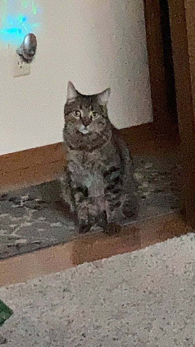 Paxanth's tweet photo. Day 7 of fall 2020 classes. My cat is wondering why I’m never home anymore. I told him that students need me in the classroom. He proceeded to throw-up on the floor and then walked away. #catsarejerks #backtoworkproblems #BackToSchool2020 https://t.co/B1BouuorwY