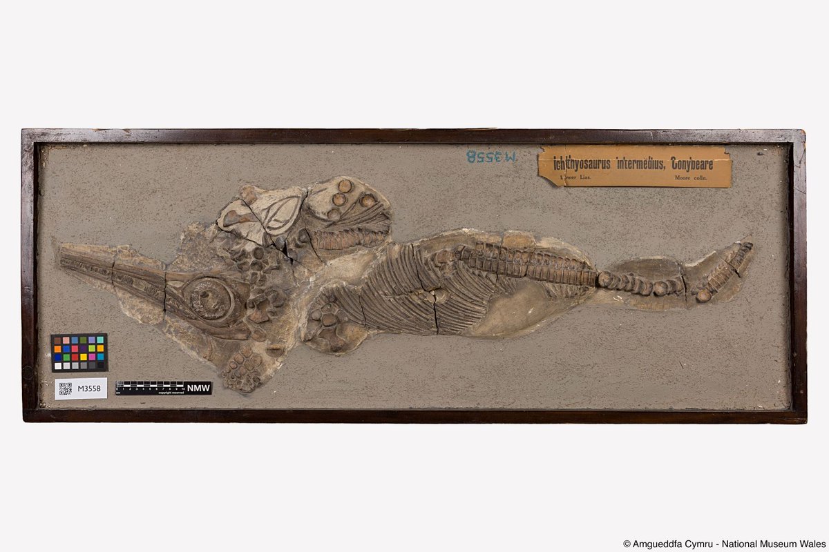 Our very large fossils are kept in a second storeOur large ammonites have individual skates, which allow them to be easily movedWe keep large marine reptiles on extra-strong, roll-out racking #TakeoverTuesday  #TwitterTour