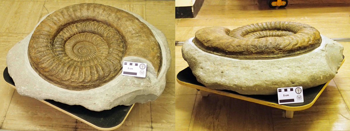 Our very large fossils are kept in a second storeOur large ammonites have individual skates, which allow them to be easily movedWe keep large marine reptiles on extra-strong, roll-out racking #TakeoverTuesday  #TwitterTour