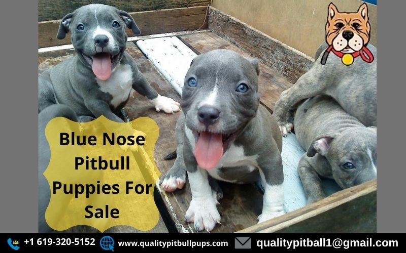 cabriolet fotoelektrisk Prøve Royal Pitbull Pups Home on Twitter: "Blue Nose Pitbull Puppies For Sale  Blue Nose Pitbull Puppies available to be purchased | Blue Pitbull |Red  Pitbulls More. Pit Bull Puppies Blue Nose Pitbull