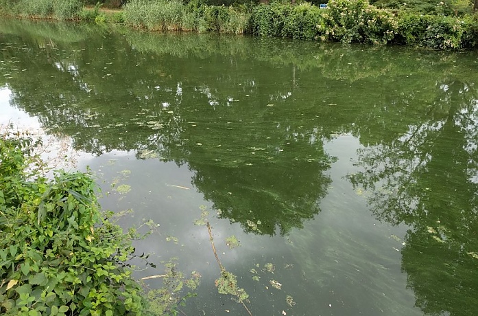 WeekbladMB's tweet image. De Dommel vindt blauwalg in Nuenens water.