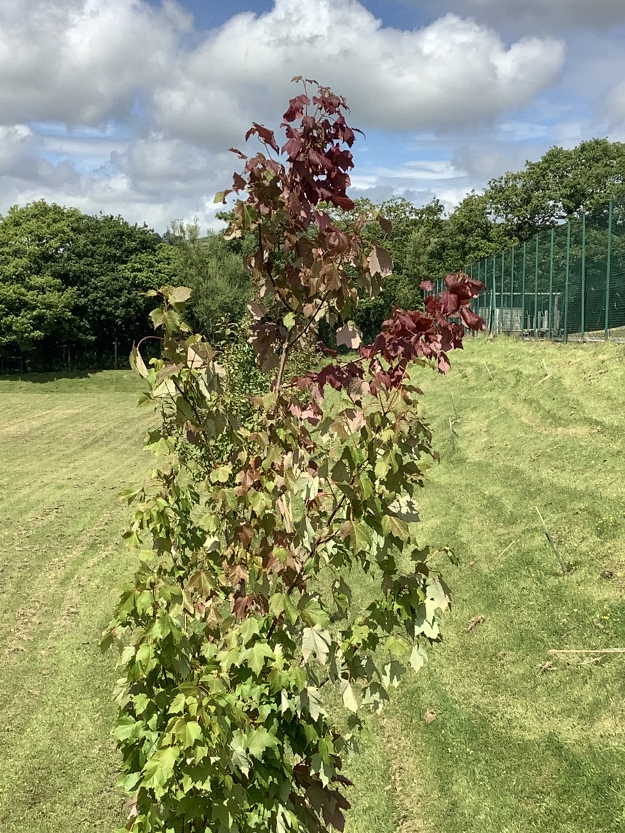 RussellHorsey's tweet image. It’s going to be 1  of those days, 1st school of the day “why are you watering trees in the rain!” #TreeEducation #PublicInformationService Ground still parched a few Cm down!Luckily the rest of the day looks brighter #urbantreeplanting #treeestablishment @Barber_ENV @CecilUforia