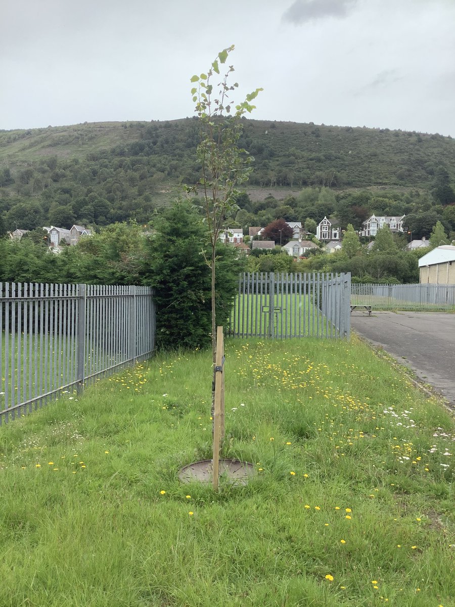 RussellHorsey's tweet image. It’s going to be 1  of those days, 1st school of the day “why are you watering trees in the rain!” #TreeEducation #PublicInformationService Ground still parched a few Cm down!Luckily the rest of the day looks brighter #urbantreeplanting #treeestablishment @Barber_ENV @CecilUforia